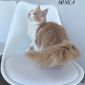 Чистокровные котята МЭЙН-КУН объявление Продам уменьшенное изображение 4