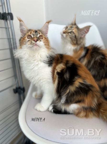 Чистокровные котята МЭЙН-КУН объявление Продам уменьшенное изображение 