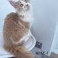 Чистокровные котята МЭЙН-КУН объявление Продам уменьшенное изображение 5