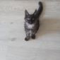 Продажа котят породы Мейн кун объявление Продам уменьшенное изображение 5