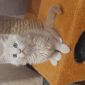 Котята породы мейн-кун объявление Продам уменьшенное изображение 6