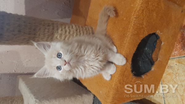 Котята породы мейн-кун объявление Продам уменьшенное изображение 