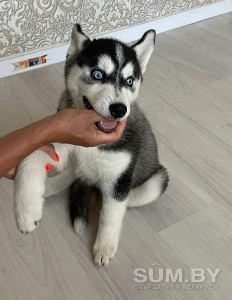 Продам щенка Сибирской хаски объявление Продам уменьшенное изображение 