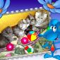 Персидские котята экстремалы чистокровные персы объявление Продам уменьшенное изображение 2