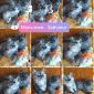 Персидские котята экстремалы чистокровные персы объявление Продам уменьшенное изображение 5