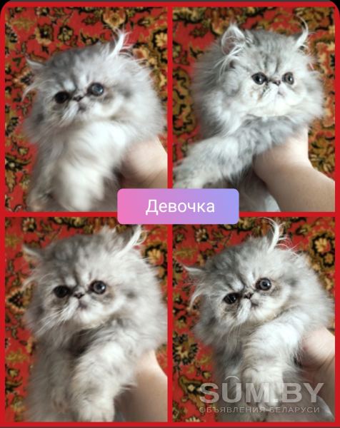 Персидские котята экстремалы чистокровные персы объявление Продам уменьшенное изображение 