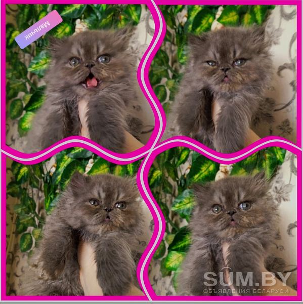 Персидские котята. Экстремального типа чистокровные персы объявление Продам уменьшенное изображение 