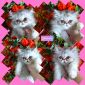 Персидские котята. Экстремального типа чистокровные персы объявление Продам уменьшенное изображение 5