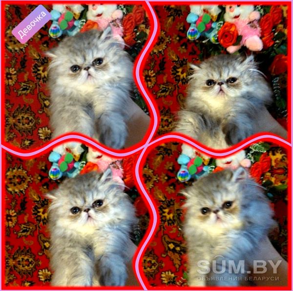 Персидские котята. Экстремального типа чистокровные персы объявление Продам уменьшенное изображение 
