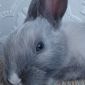Кролики объявление Продам уменьшенное изображение 1