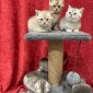 Шотландские вислоухие котята объявление Продам уменьшенное изображение 1