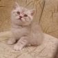Шотландские вислоухие котята объявление Продам уменьшенное изображение 5