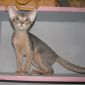 Абиссинские котята необычных окрасов объявление Продам уменьшенное изображение 3