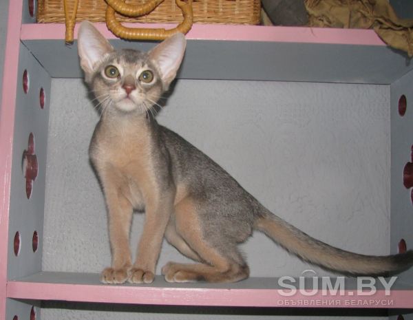 Абиссинские котята необычных окрасов объявление Продам уменьшенное изображение 