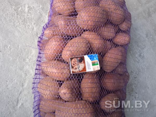 Картофель Перши свет объявление Продам уменьшенное изображение 