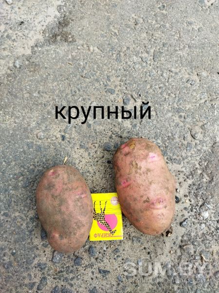 Картофель с доставкой объявление Продам уменьшенное изображение 