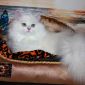Элитный котёнок из питомника объявление Продам уменьшенное изображение 1