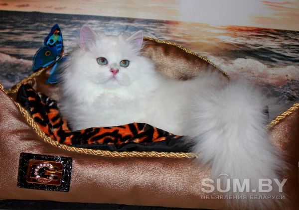 Элитный котёнок из питомника объявление Продам уменьшенное изображение 