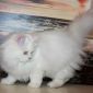 Элитный котёнок из питомника объявление Продам уменьшенное изображение 2