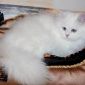 Элитный котёнок из питомника объявление Продам уменьшенное изображение 3