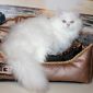 Элитный котёнок из питомника объявление Продам уменьшенное изображение 4