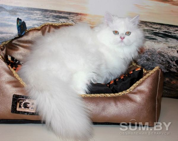 Элитный котёнок из питомника объявление Продам уменьшенное изображение 