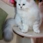 Котёнок из питомника объявление Продам уменьшенное изображение 1