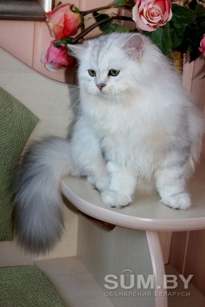 Котёнок из питомника объявление Продам уменьшенное изображение 