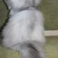 Котёнок из питомника объявление Продам уменьшенное изображение 2