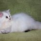 Котёнок из питомника объявление Продам уменьшенное изображение 3