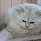 Котёнок из питомника объявление Продам уменьшенное изображение 4