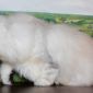 Котёнок из питомника объявление Продам уменьшенное изображение 5