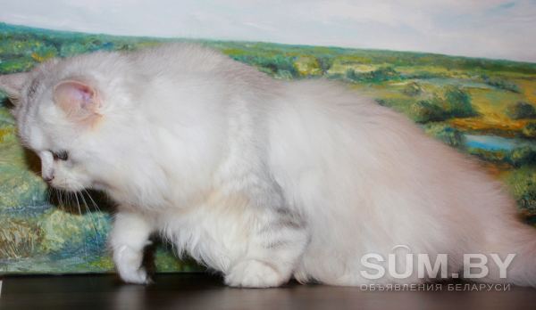 Котёнок из питомника объявление Продам уменьшенное изображение 