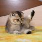 Шотландские котята ЗОЛОТАЯ ШИНШИЛЛА объявление Продам уменьшенное изображение 4