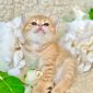 Шотландские котята ЗОЛОТАЯ ШИНШИЛЛА объявление Продам уменьшенное изображение 4
