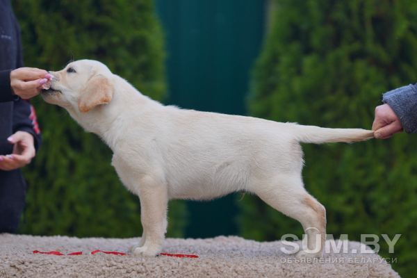 Лабрадора щенки от выездной вязки объявление Продам уменьшенное изображение 