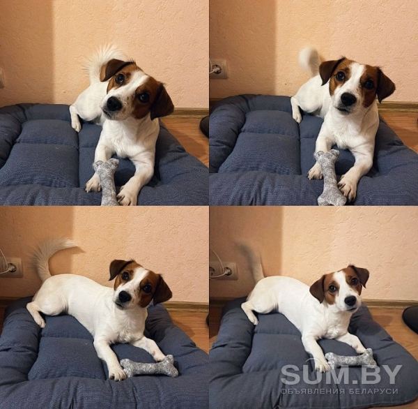 Матрасиком лежак для собак объявление Продам уменьшенное изображение 