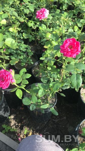 Саженцы роз объявление Продам уменьшенное изображение 