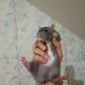 Крысы объявление Продам уменьшенное изображение 1