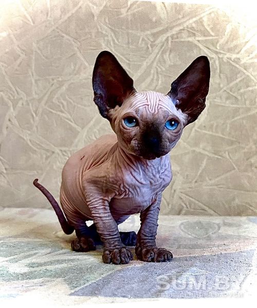 Канадский сфинкс котята, голенькие, с голубыми глазками объявление Продам уменьшенное изображение 