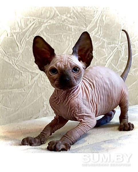 Канадский сфинкс котята, голенькие, с голубыми глазками объявление Продам уменьшенное изображение 