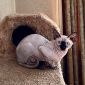 Канадский сфинкс кот приглашает на вязку кошечку канадского сфинкса объявление Продам уменьшенное изображение 2