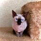 Канадский сфинкс кот приглашает на вязку кошечку канадского сфинкса объявление Продам уменьшенное изображение 3
