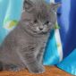 Британские котята объявление Продам уменьшенное изображение 3