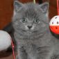 Британские котята объявление Продам уменьшенное изображение 5