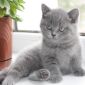 Британские котята объявление Продам уменьшенное изображение 6