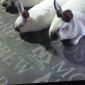 Породистые кролики объявление Продам уменьшенное изображение 1