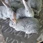 Породистые кролики объявление Продам уменьшенное изображение 3
