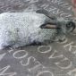 Породистые кролики объявление Продам уменьшенное изображение 5