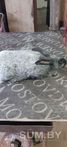 Породистые кролики объявление Продам уменьшенное изображение 